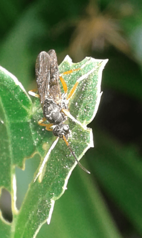 Formicidae da ID